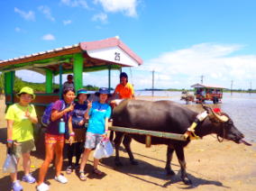 西表島SUP（サップ）&カヌー・観光ツアーコロンブスで行っている水牛車で行く由布島観光ツアー風景。西表島と由布島の２島を観光出来るお得なツアーで水牛車で海を渡るのはここだけ。